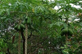 Công dụng bất ngờ của lá đu đủ đối với điều trị ung thư