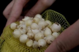Củ hành tăm và những bài thuốc hiệu quả