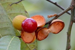 Chữa mẩn ngứa từ cây lá