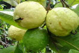 Cách chọn ổi ngon giòn