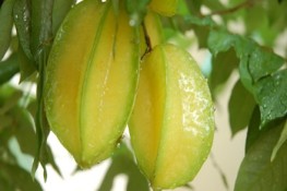 Chống táo bón bằng khế