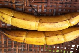 Nhớ lắm chuối quả tạ xưa kia nơi miền quê dân dã