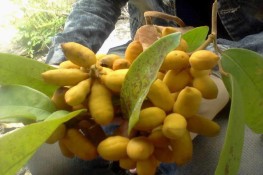 Nhớ hương dủ dẻ