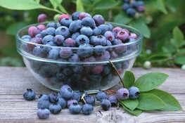 Phòng bệnh bằng quả việt quất