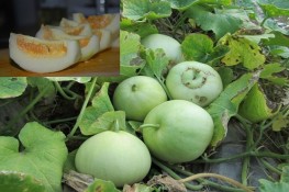 Cách ăn, chọn dưa lê ngon, ngọt, an toàn