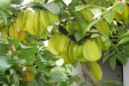 Trị bệnh bằng lá, hoa và quả khế
