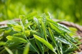 Thuốc hay từ lá chè