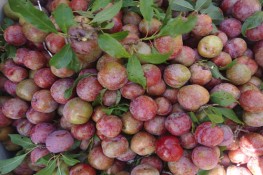 Lợi và hại khi ăn quả mận