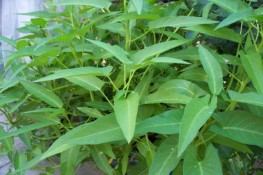 Cách chọn mua rau muống đảm bảo an toàn