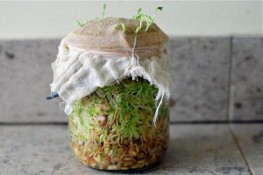 Tự trồng rau mầm xinh đúng chất ngon - sạch - lạ