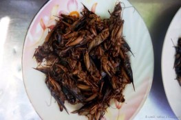Thưởng thức dế chiên ở thủ đô Campuchia