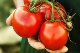 Những điều lưu ý khi ăn cà chua