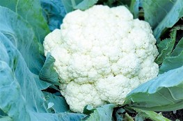 Những lợi ích bất ngờ của súp lơ trắng mang lại