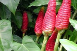 Gừng gió trị xơ gan