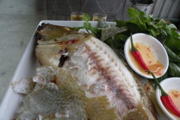 "Tưng bừng" cá gáy trong lu