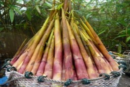 Tiễn mùa xuân bằng món măng rừng thanh tao