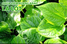 Trị dứt viêm xoang nhờ lá lốt