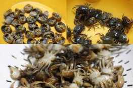 Những nguyên tắc khi ăn cua đồng