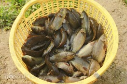 Cá Rô Đầm Sét – Cá Chép Mang Giang