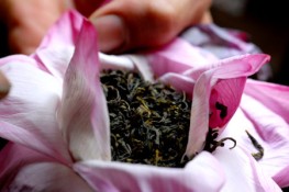 Ướp trà sen