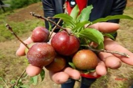 Tháng 5 lên Mộc Châu trẩy mận