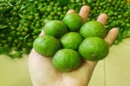 Cách chọn và bảo quản sấu để ăn dần cả năm