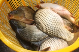 5 thực phẩm trị thận yếu nhà nào cũng nên có