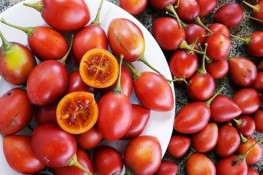 Xuất hiện loại cà chua lạ ở Việt Nam