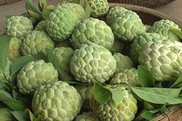 Bí kíp giúp mãng cầu ra quả nhiều lần trong năm