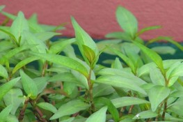 Những tác dụng bất ngờ từ rau răm