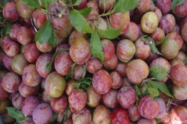 10 lợi ích 'quý như vàng' của trái mận lấn át tác hại
