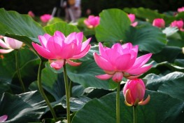 Làm đẹp với "sen"