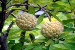 Tác dụng chữa bệnh tuyệt vời của na