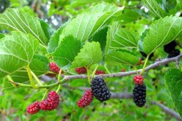 Làm đẹp từ các loại lá cây