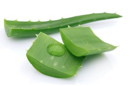 Những công dụng bất ngờ của nha đam 