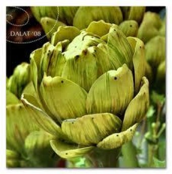 Trà atiso bạn của phái đẹp