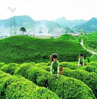 Festival trà Quốc tế tại Thái Nguyên (10-15/11)