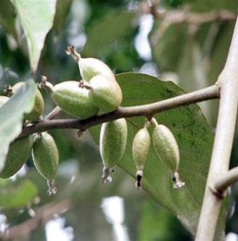 Bắp cải cuốn nhót xanh nét văn hoá của người Điện Biên