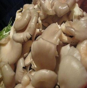 Sử dụng Nấm đúng cách