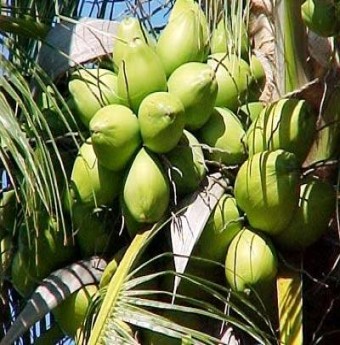 Quả dừa với cộng dụng chữa bệnh