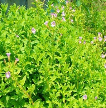 Cầm máu nhờ cây cỏ trong vườn nhà