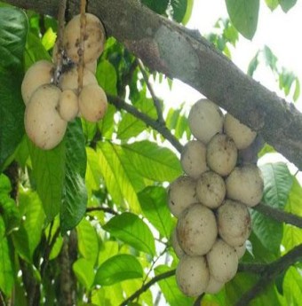 Trái Loòng boong - trái quý Thung lũng "Đào Nguyên" 