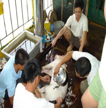 Ngày Tết quê em: Mổ lợn chung thịt