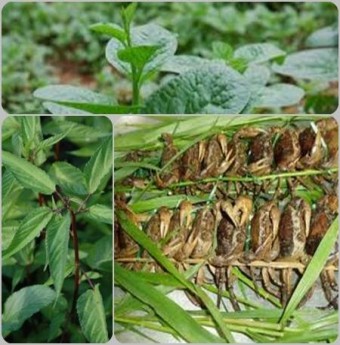 Canh mồng tơi rau đay ngon cho bữa cơm ngày hè