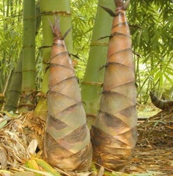 Món ngon Quảng Ngãi: Mắm cá cơm bỏ măng vòi