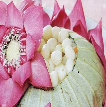 Cơm sen - Món ăn thanh cao của thành Thăng Long
