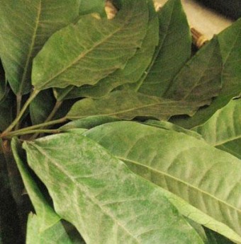 Nhớ mãi hương vị canh lá đắng xứ Thanh