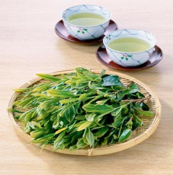 Nước vối – thức “trà” của hồi ức