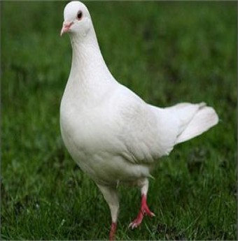 H7N9 ở chim bồ câu - đại dịch đang cận kề Trung Quốc