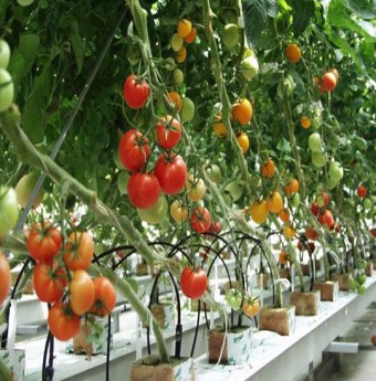 Thực phẩm dễ phát triển độc tính